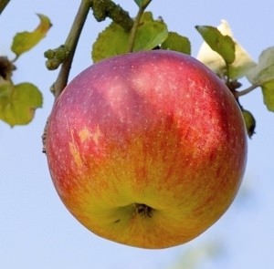 Что приготовить из яблок быстро и вкусно?