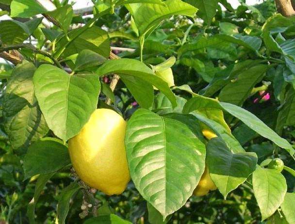 Чем полезен лимон? Химический состав лимона: витамины и минералы