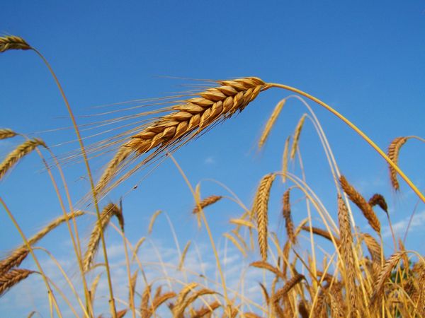 Выращивание и переработка зерновых культур