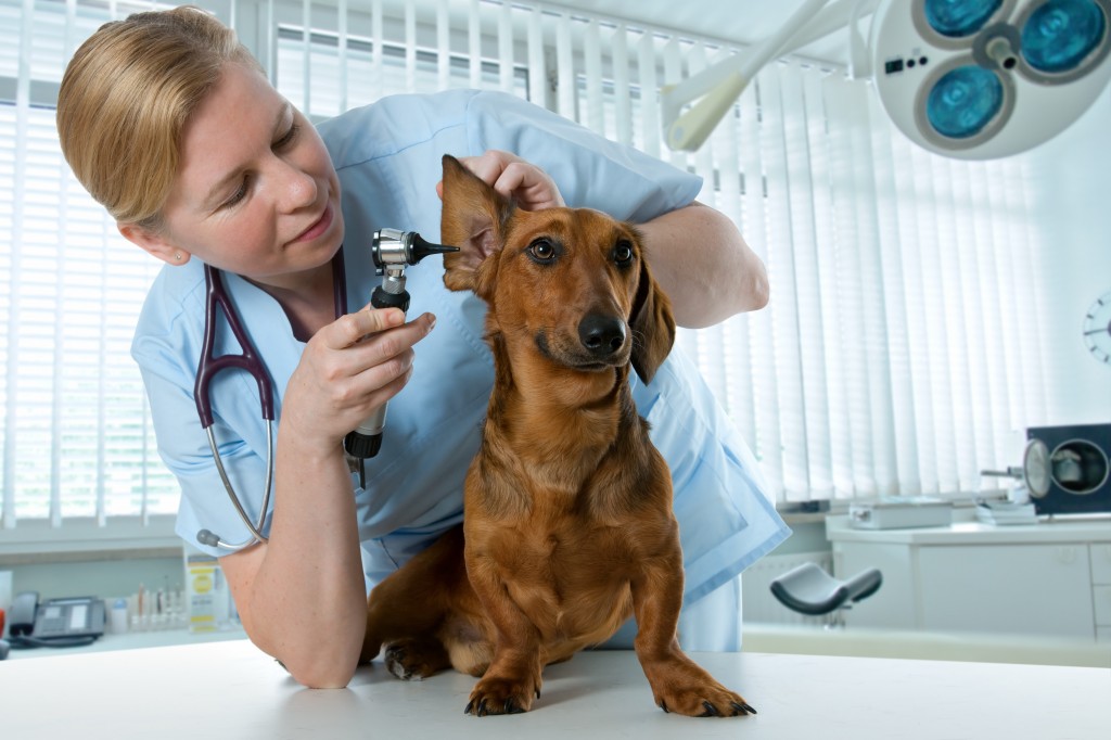 Как выбрать ветеринарную клинику и врача