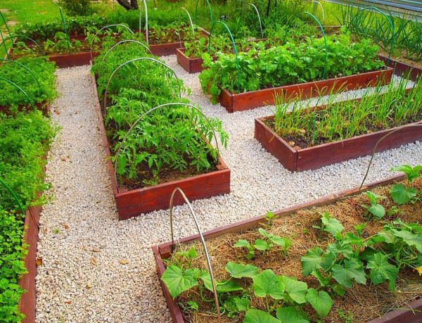 Лучшие органические удобрения для огорода