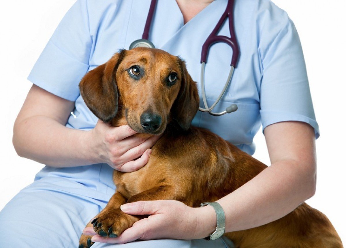 Антибактериальная терапия в ветеринарии